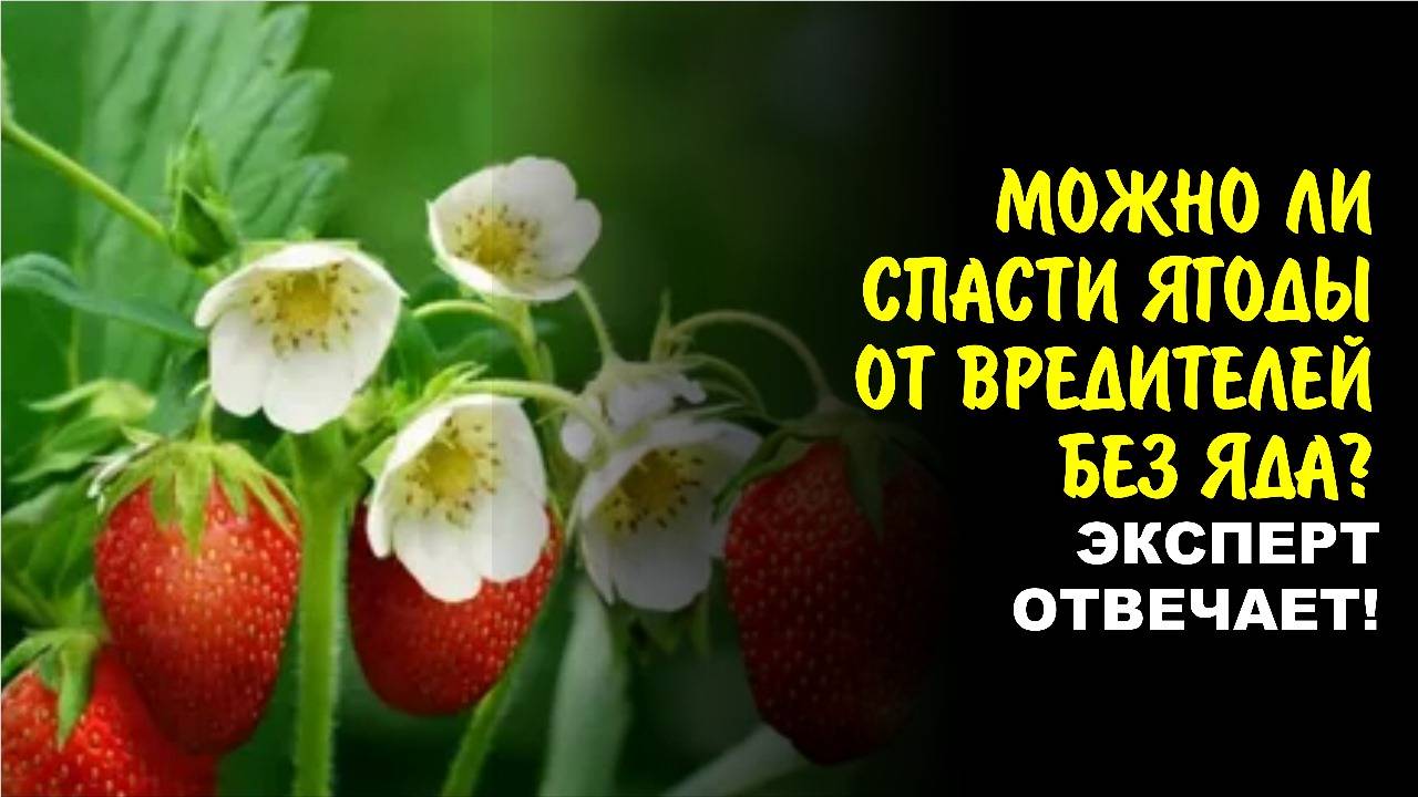 Безопасная обработка ягод от вредителей. Какие препараты выбрать? Смотри!