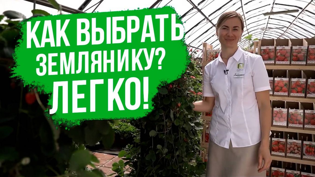 Ассортимент земляники садовой.