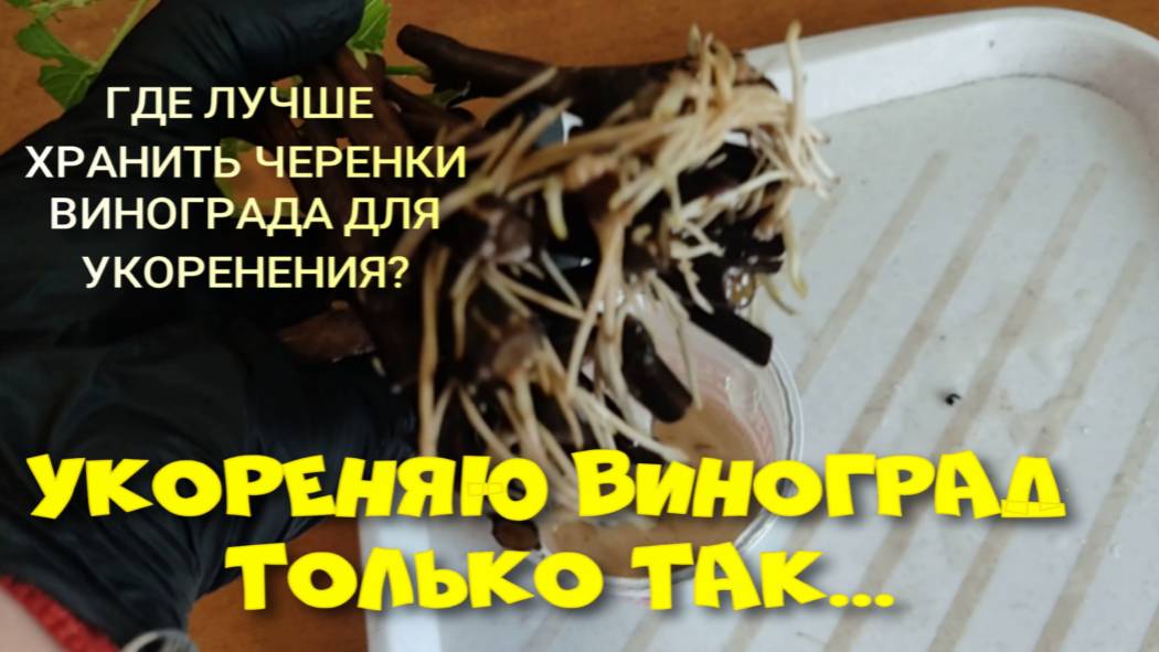 ВИНОГРАД УКОРЕНЯЮ ТОЛЬКО ТАК...