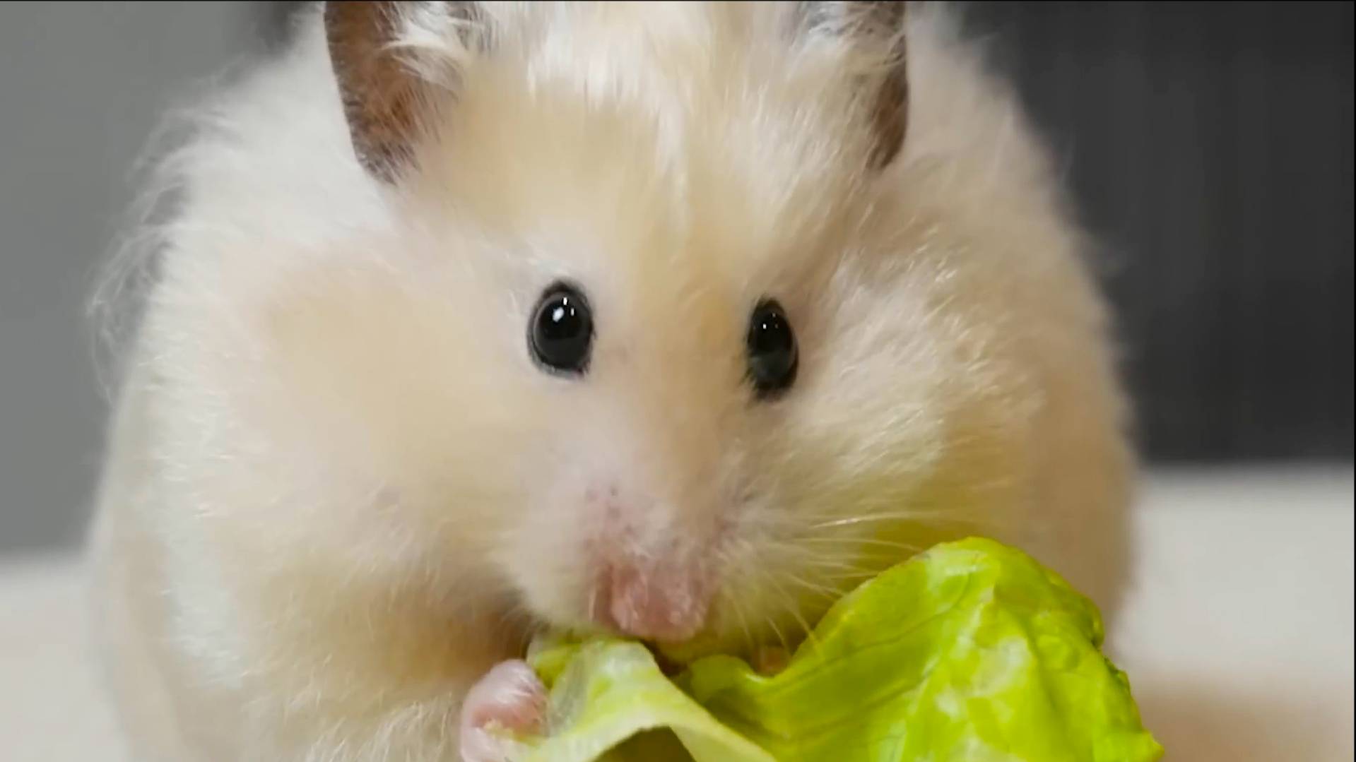 Милые хомячки едят листья салата и курицу🔥