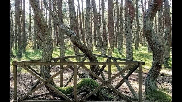 Танцующий лес