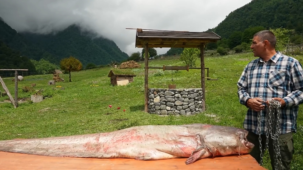 Поймал огромного сома и готовит его.