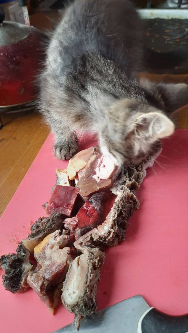 Кормление мясом четвероногих друзей-1-7-2025