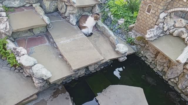 Кошечка в замке с черепашками 1 сезон