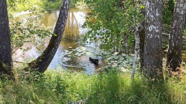 Канадский волк - гибрид. 2 июля 2025.