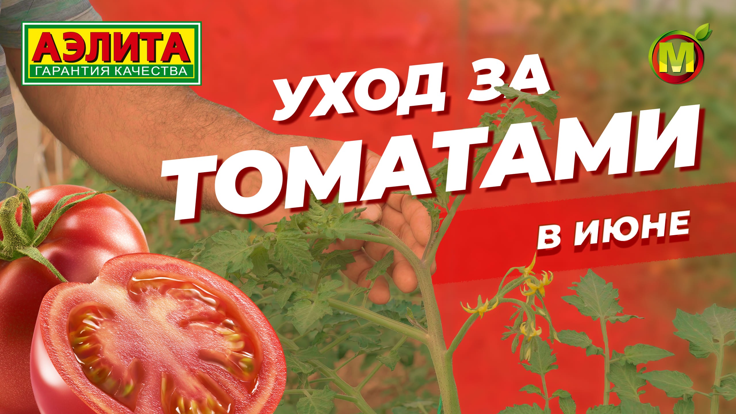 УХОД за ТОМАТАМИ в ИЮНЕ.  Агротехника в теплице и в открытом грунте.