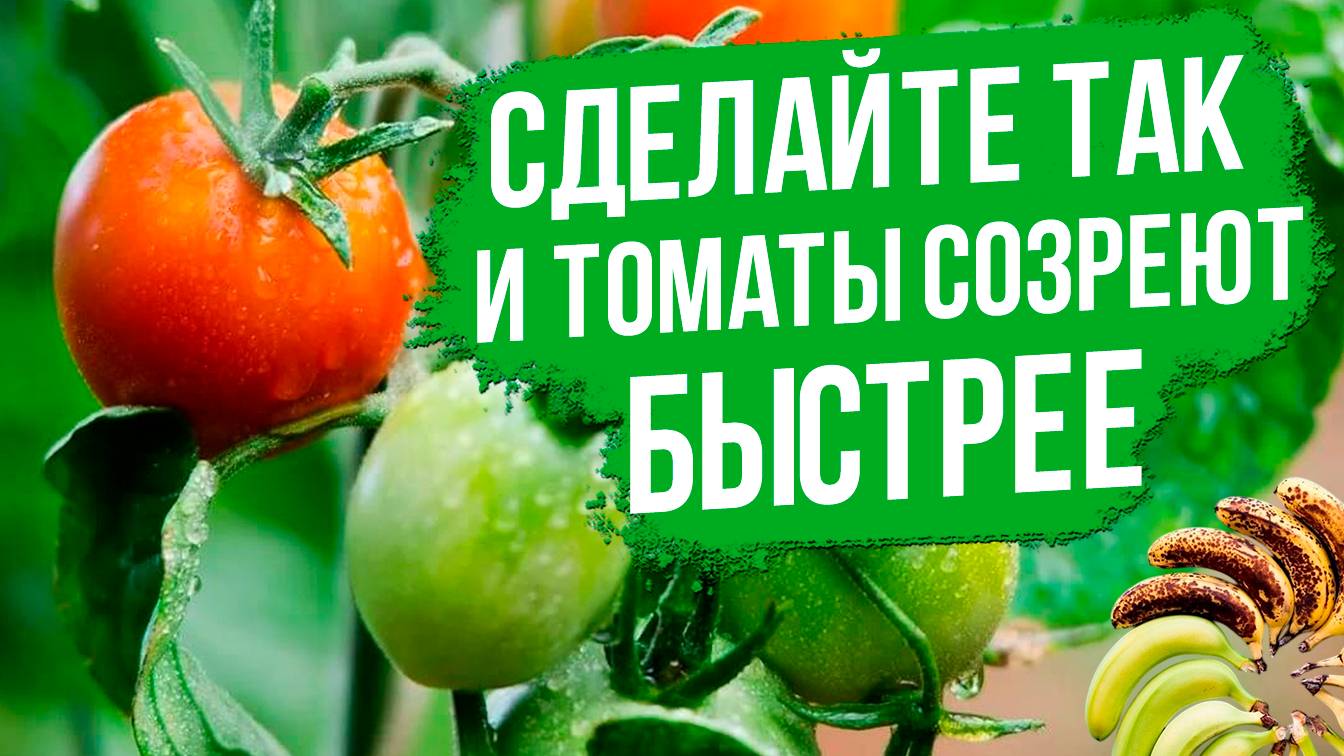 Как экологично ускорить созревание томатов?