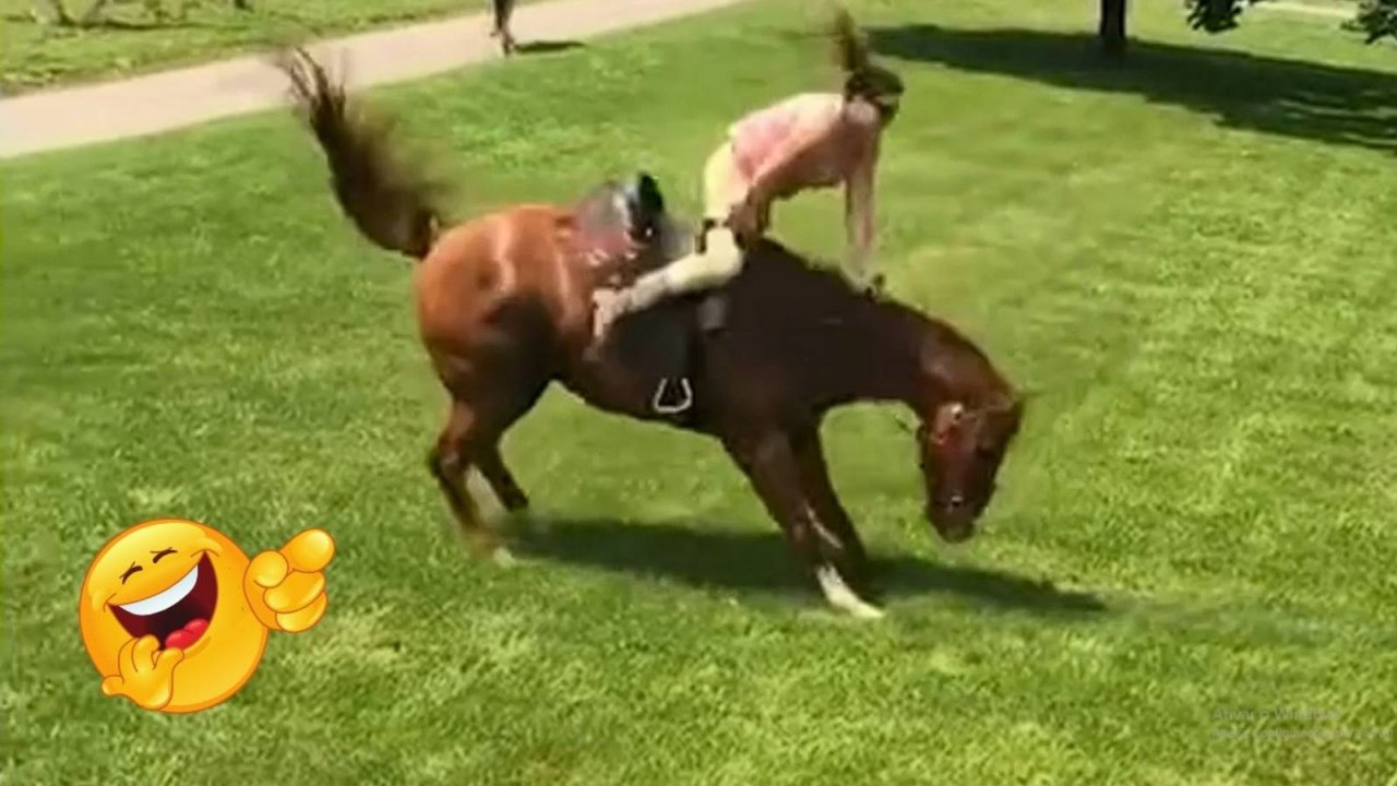 Умные и забавные сельскохозяйственные животные. , они заставят вас смеяться бесконечно!