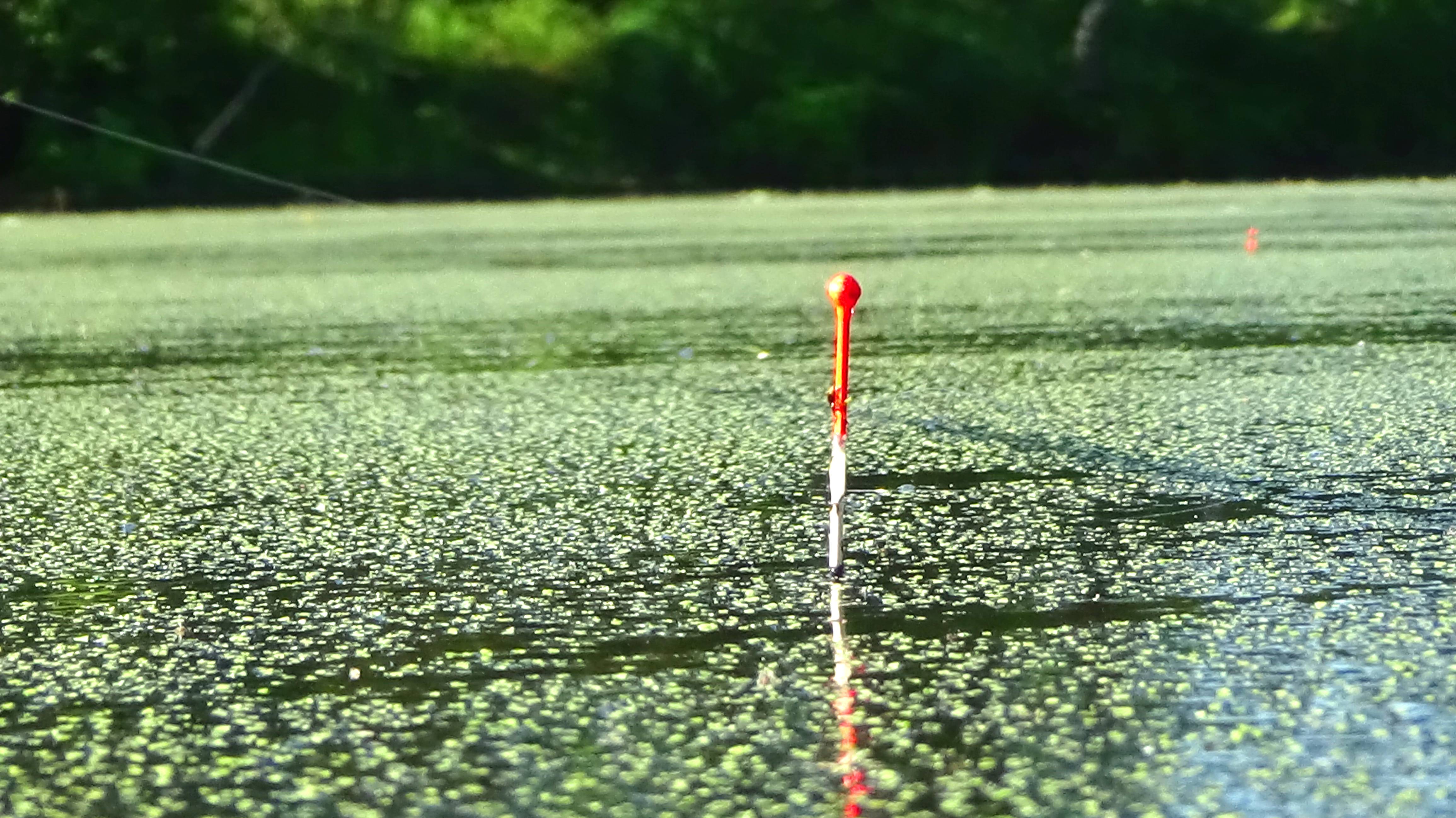 Карась на поплавок на малом пруду на маховую удочку. Летняя рыбалка на поплавок.
