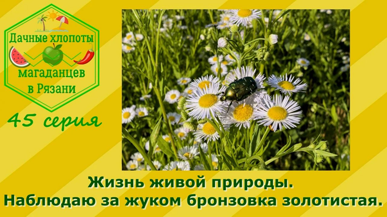 Жизнь живой природы. Наблюдаю за жуком бронзовка золотистая. Дачные хлопоты магаданцев. 45 серия