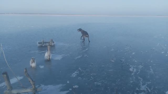 Пёс 7 сезон 1 серия ледовый поход смотреть все серии