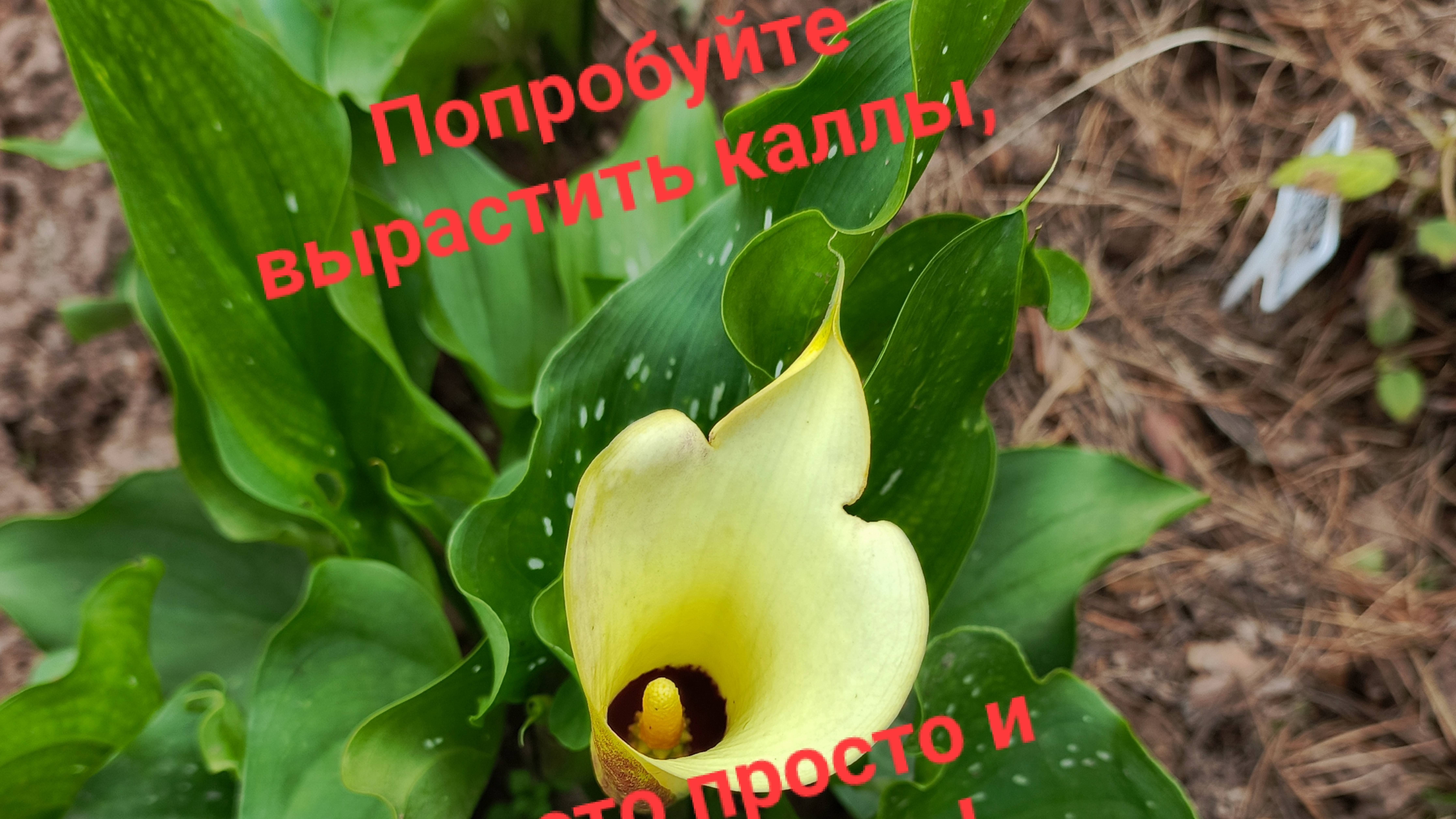 Зацвели каллы, посмотрите какие они чудесные!