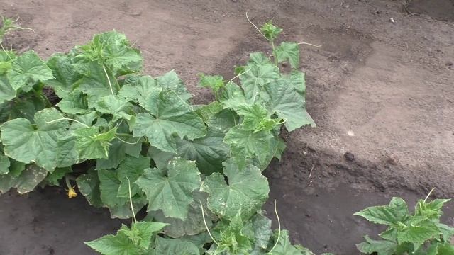 Огурцы на начало июля