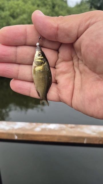 Карась бастует. Паршивый клев карася на мормышинг с мотылем минога. Хлебные мушки разносят мотыля