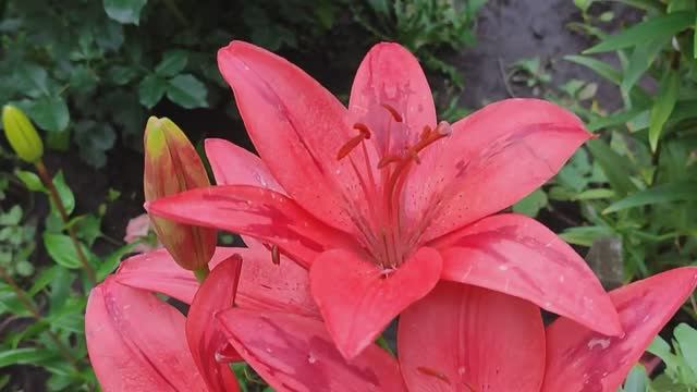 Вести с полей 10\\ Серия дождливая!