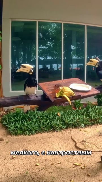 Удивительные птицы носороги на острове Корал