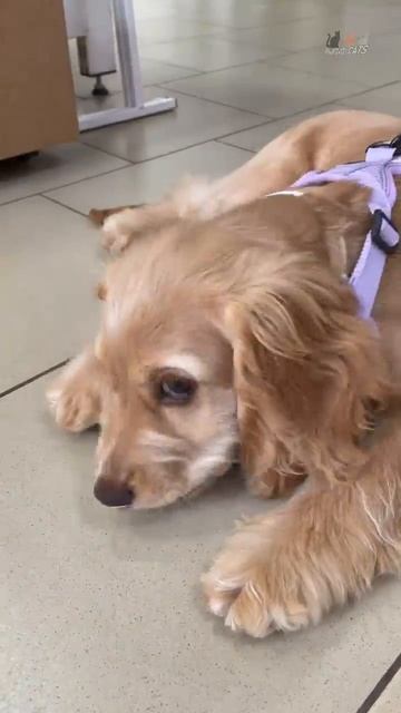 Гости зоомагазина - Самая аппетитная вкусняшка для собак