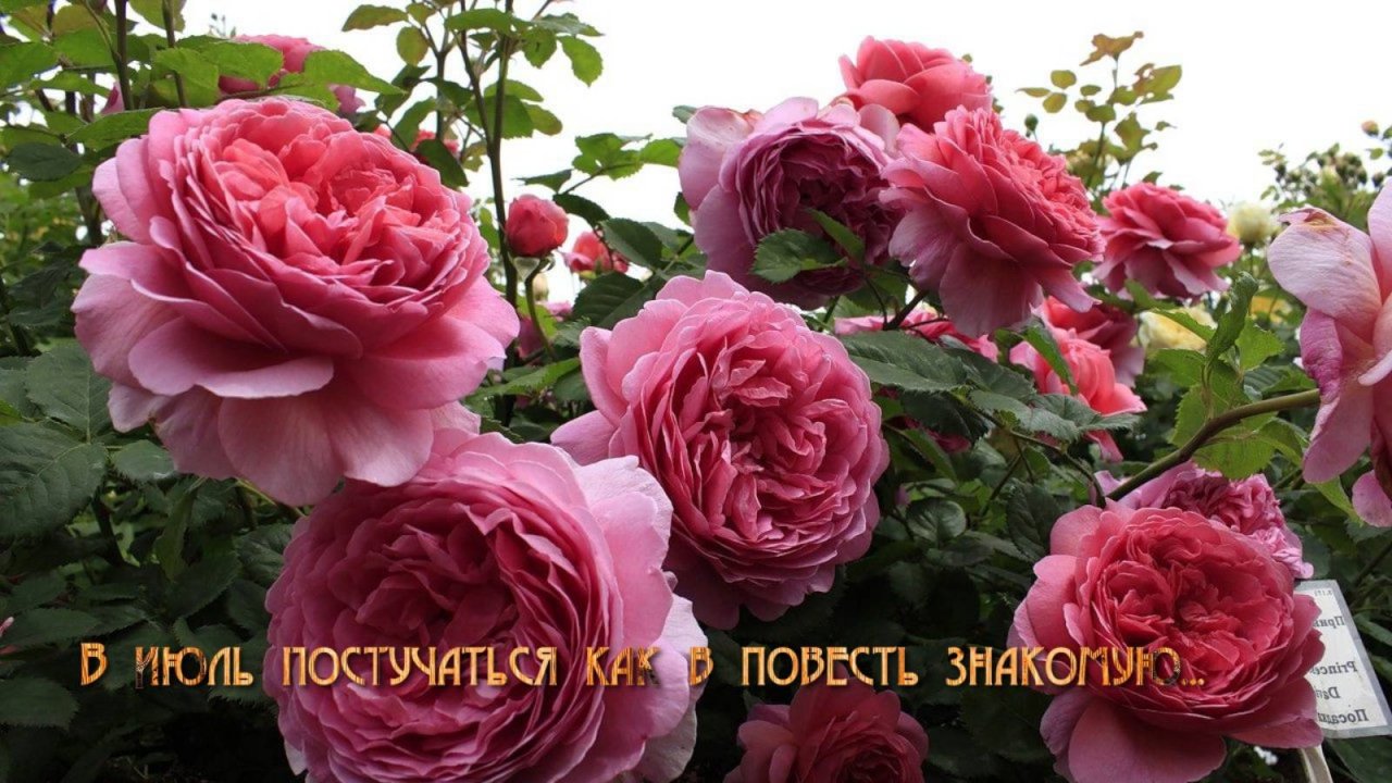 В июль постучаться как в повесть знакомую*