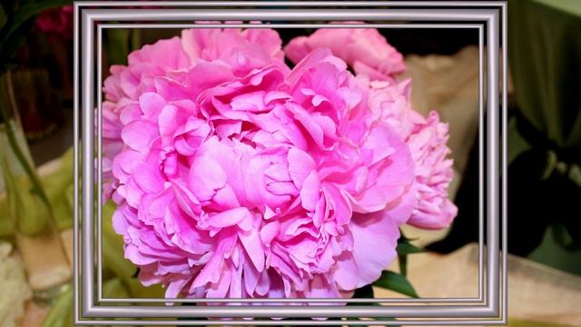 Пионы — цветы богатства и красоты. Самые красивые пионы. В Китае его называют «царём цветов».  牡丹