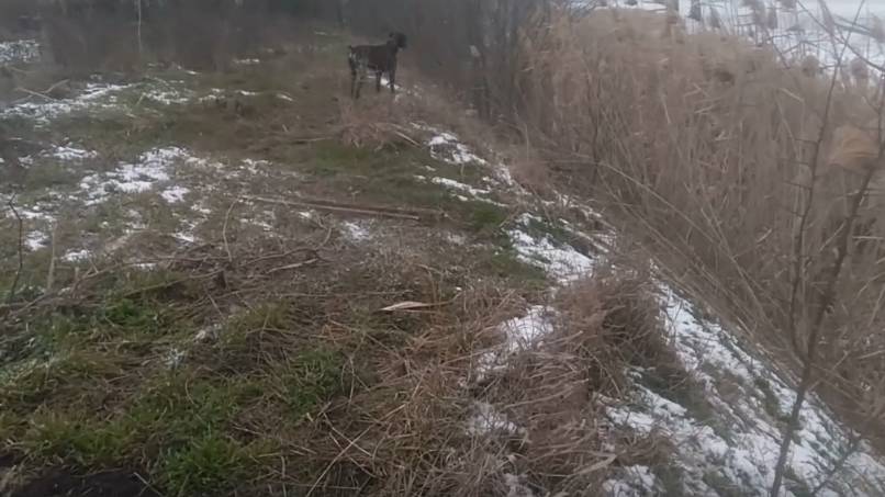 Пёс 2 серия 4 сезон  зимняя охота