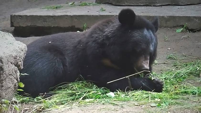 Медвежата Фима и Дуся с аппетитом поедают витаминчики, а затем забираются  на крышу гамака.
