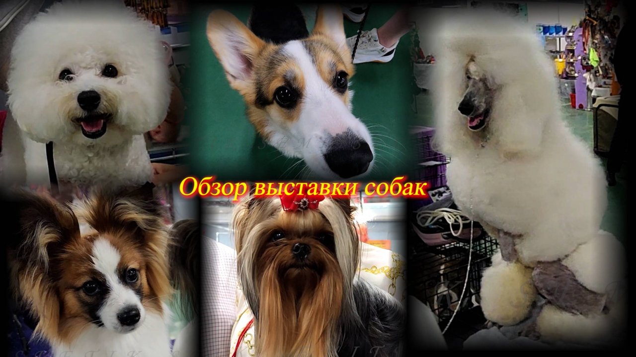 Небольшой улыбательный обзор выставки собак всех пород. Москва. ВЦ Сфера. Июнь 2025.
