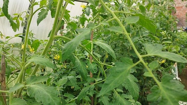 Спасаем растения после дождей и похолодания.