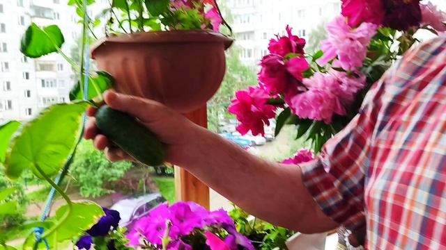 Дача на балконе.Июль 2025