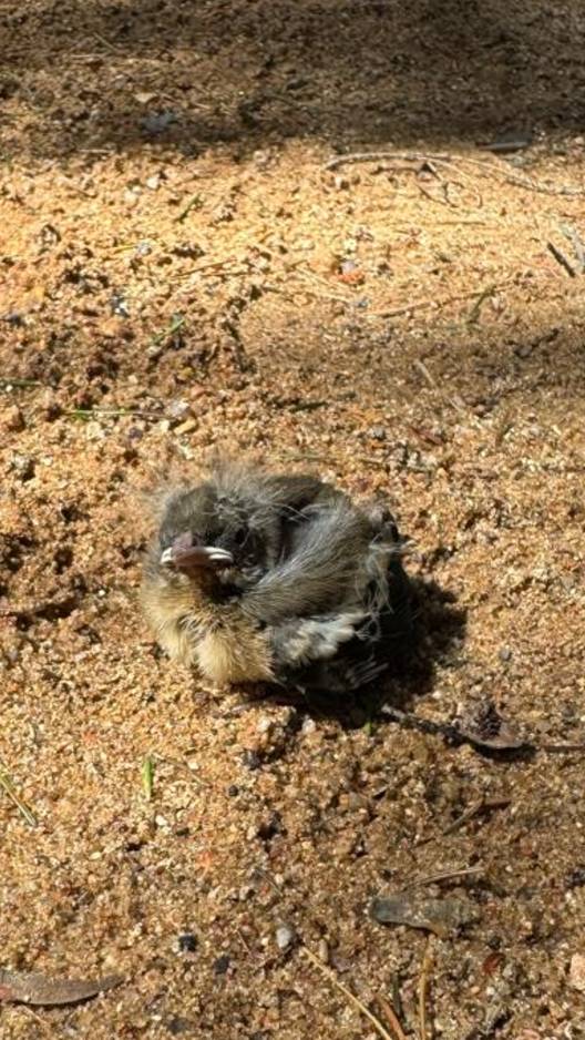 Прогулка по Лесу в Московской области