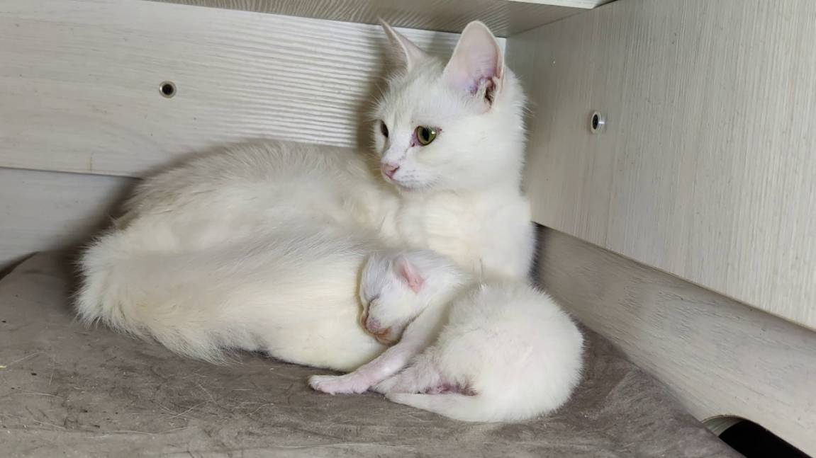 Новорожденный котенок. День десятый. Мама-кошка разговаривает с новорожденным котенком