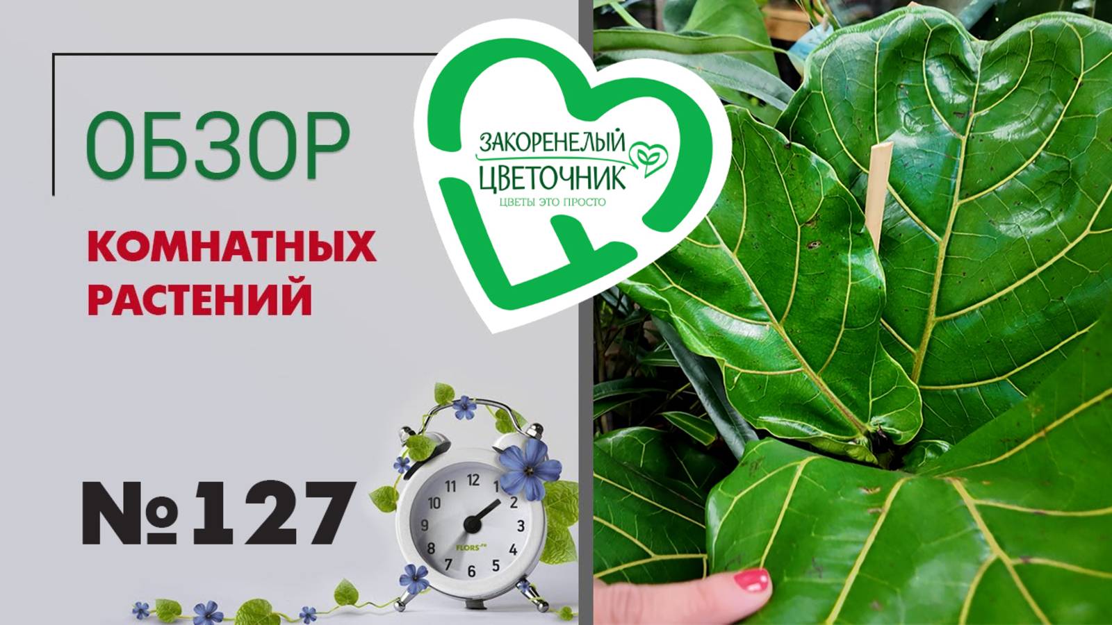 Обзор растений: редкие растения, фикус лирата, стрелиции, папоротники, орхидеи фаленопсисы #127