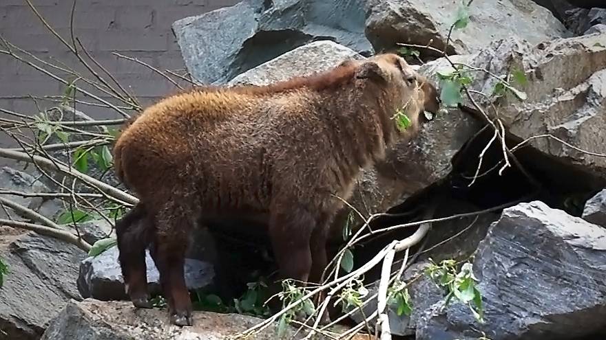 Малышка золотистых такинов прыгает по камням, весело играя, а у взрослых семейные разборки.