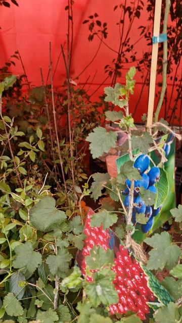 Новый павильон по продаже саженцев на Крестьянском рынке г. Якутска 02.07.2025 г.