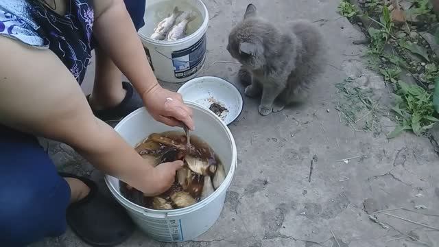 Жизнь в деревне - Неплохо ! Муж наловил рыбы. Жарю карася, вкусно. Наш ужин