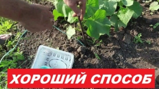 Лучший способ подвязки огурцов!