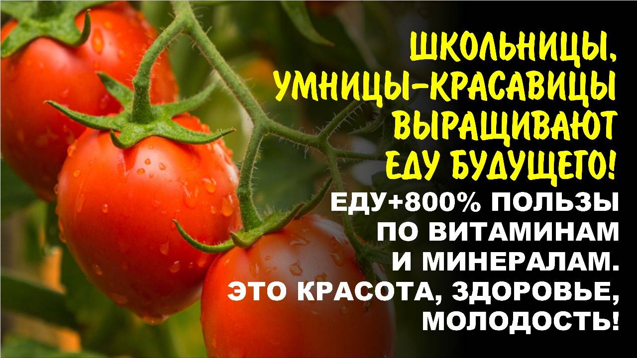Как вырастить суперполезные томаты? Смотрите видео.