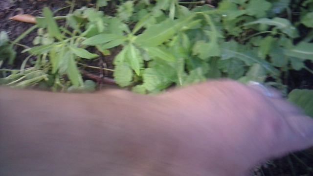 Удаление сорняков в саду. Фрагмент.