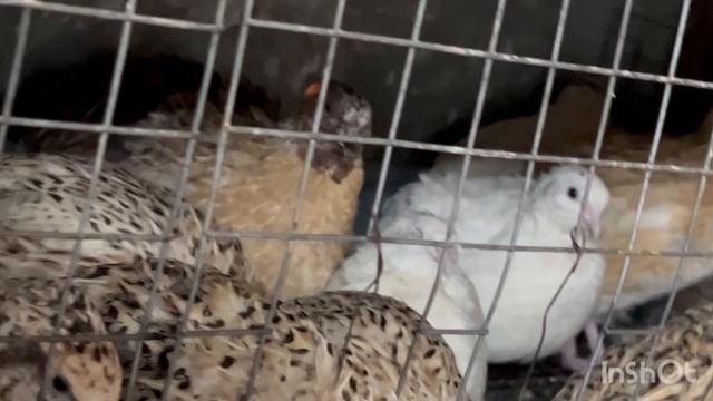 🐦⬛🐦⬛🐦⬛Спой-ка с нами перепелка🐦⬛ пение перепелки. Присоединяйтесь