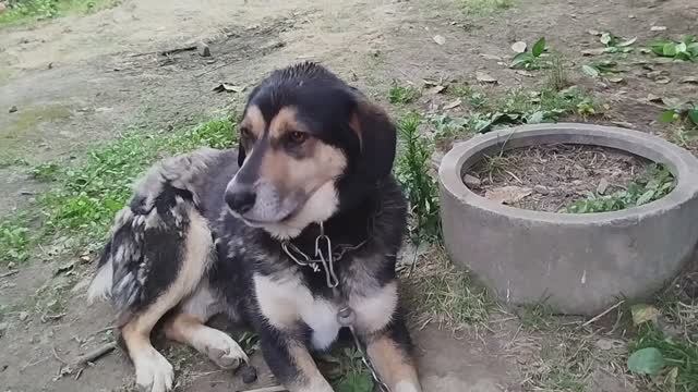 Собака исполняет башкой(танцор диско)