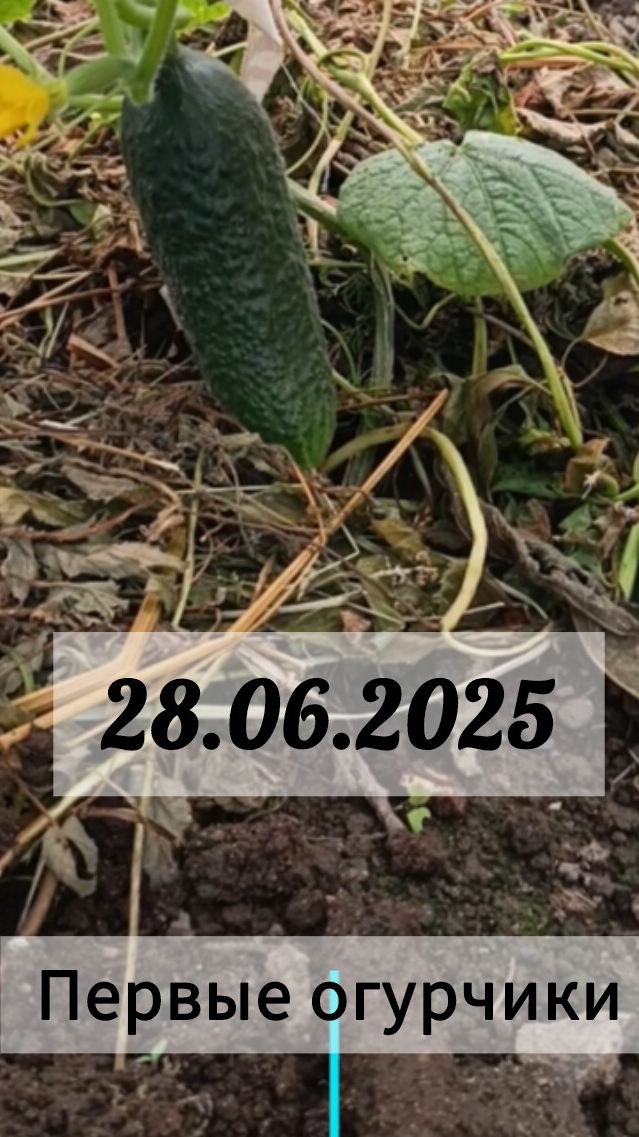 Первые огурчики. 28.06.2025