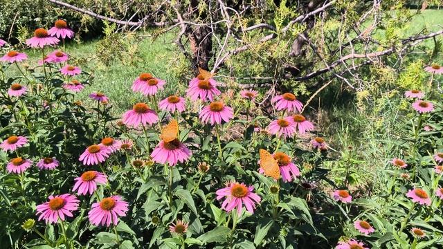 Парк ВЛКСМ ЛУГАНСК бабочки 🦋 цветы 🥀 4К SDR Немного Тепла Согрейтесь)))
