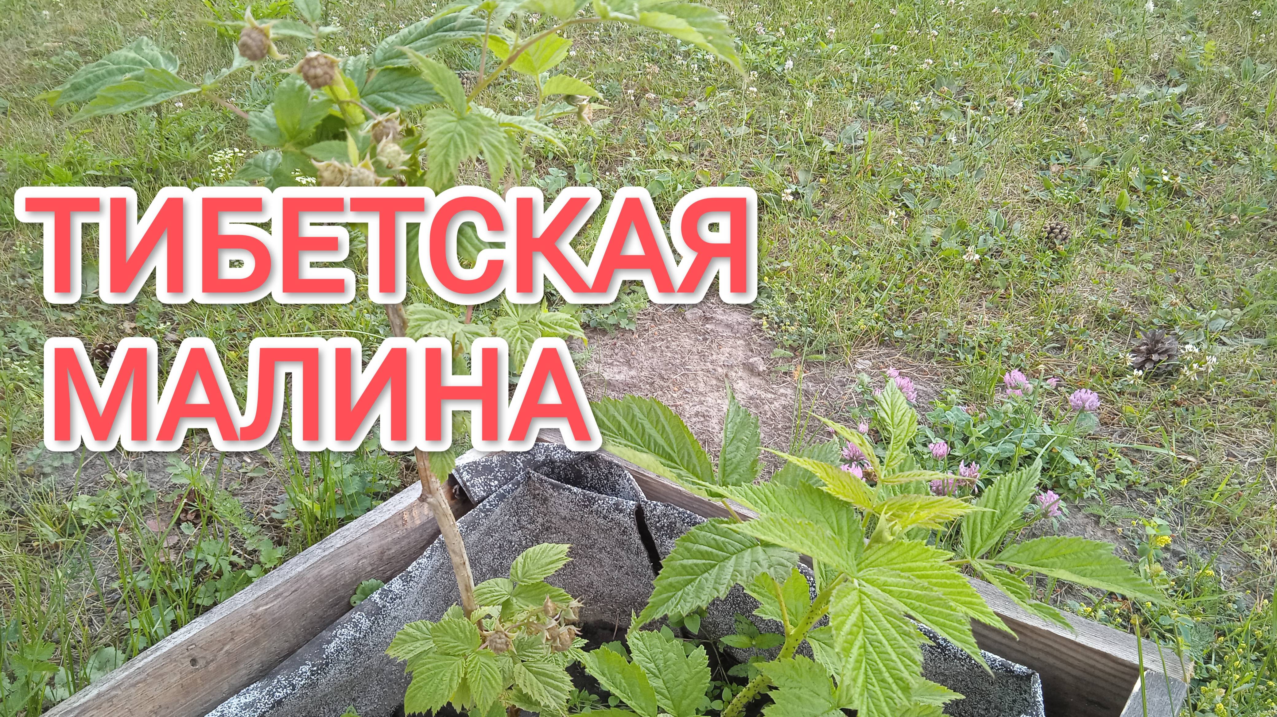 Тибетская малина или малина-клубника