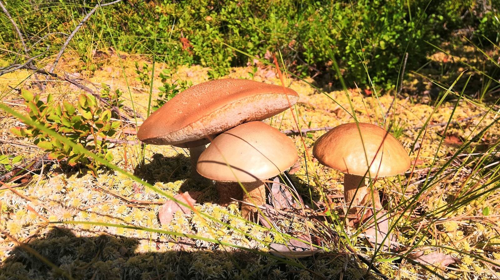 После дождей в лесу пошли летние подберезовики 🌲