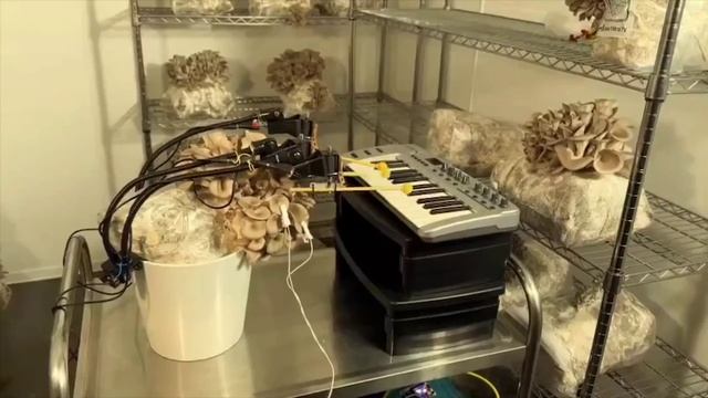 Грибы исполняют музыку/Mushrooms play music