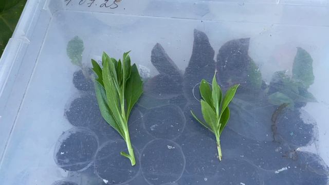 🏡 Почему так рано черенкую растения на маточники 🤔