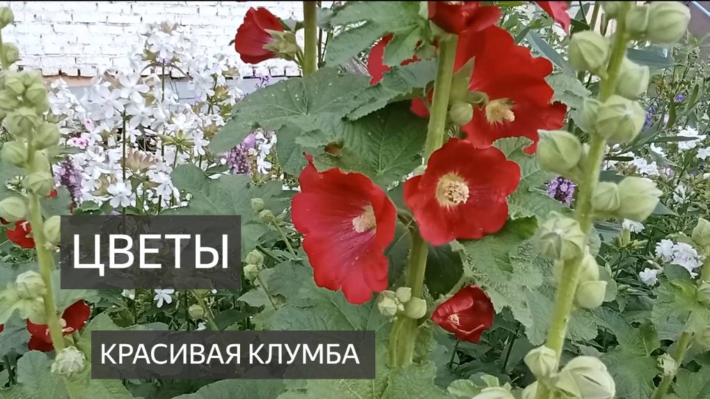 Клумба. Красивые цветы. Флоксы, кислица, ромашки, шток роза, мальва. Названия цветов. Красиво очень