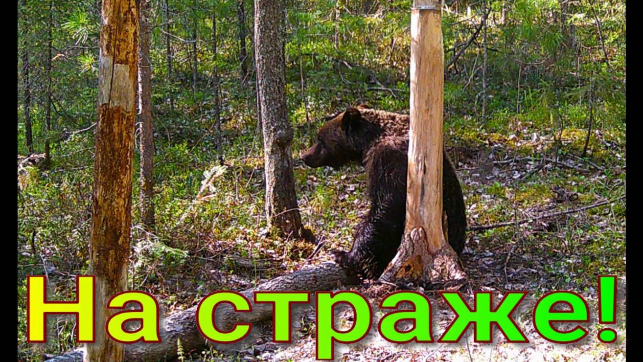 Медведи облюбовали солонец урожайный год на шишку бородатая корова разнёс соль начал сбор иван-чая