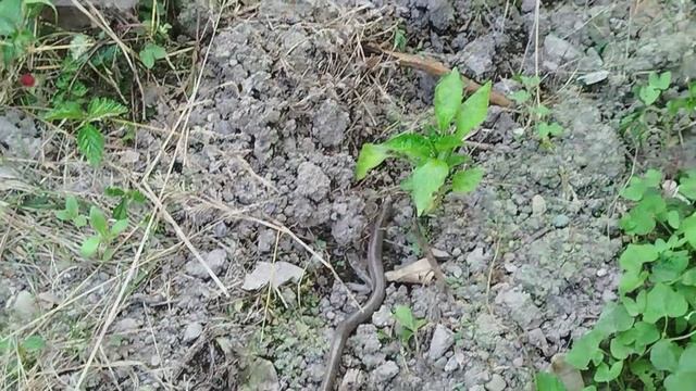 Змея медянка и Алыча(слива)