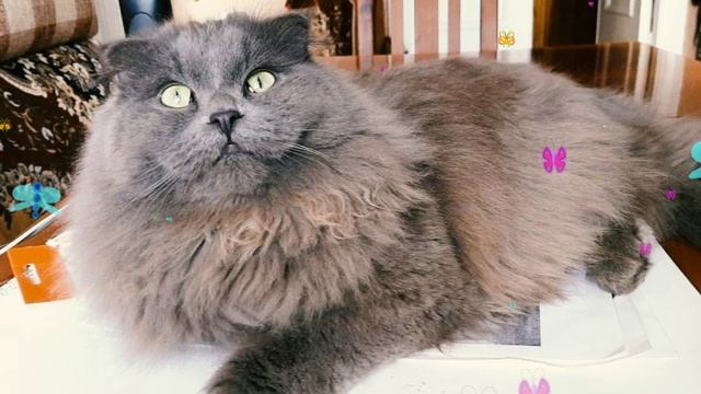 Просто Шеба