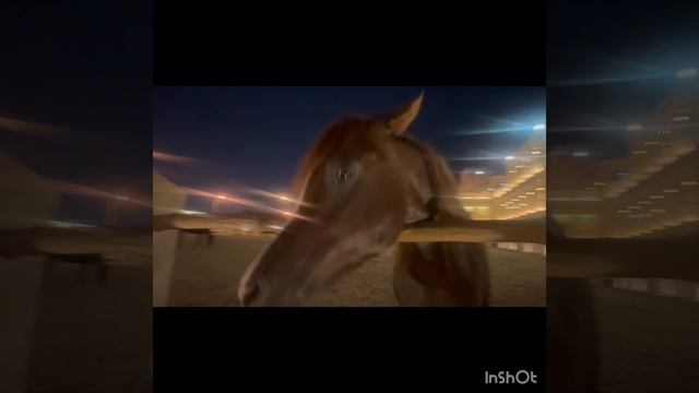 Рынок арабских скакунов . Рынок Сук Вакиф. Катар